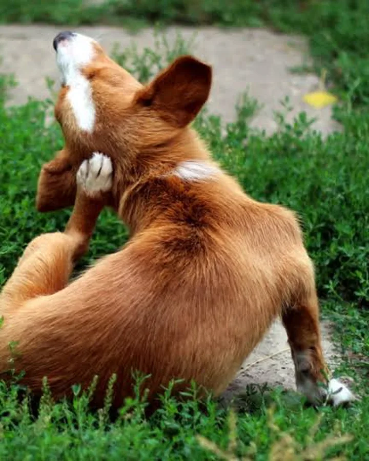 Perro rascándose en la hierba
